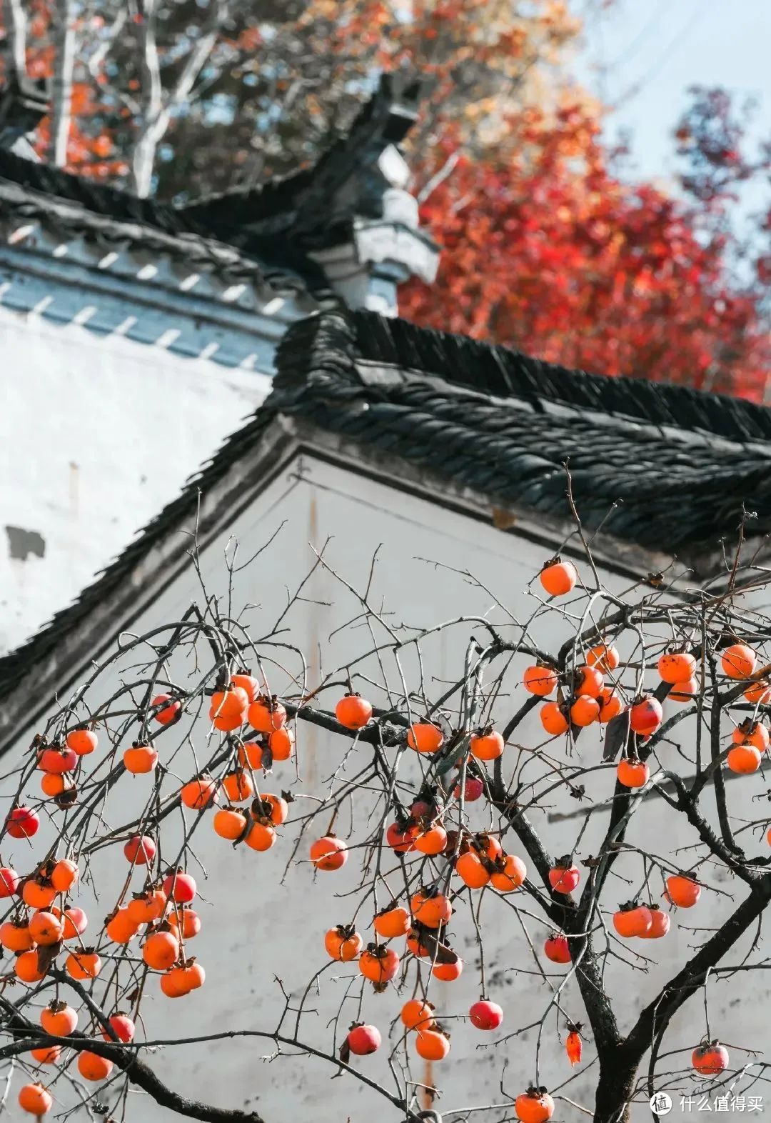 现在去时间刚好！赏秋目的地怎能少了它？杭州出发高铁1.5h，藏着中国最绚丽的秋色